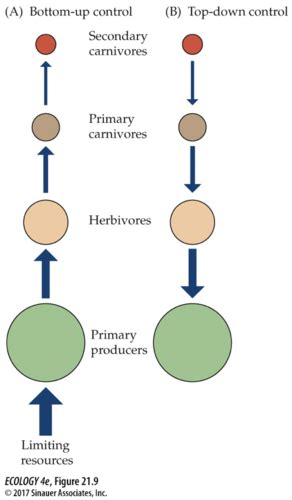 Community Ecology Part Ii Exam Flashcards Quizlet