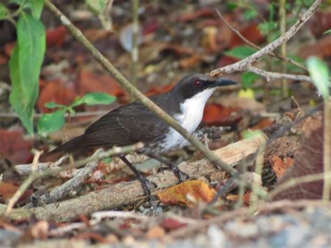 White Breasted Thrasher Ramphocinclus Brachyurus INaturalist