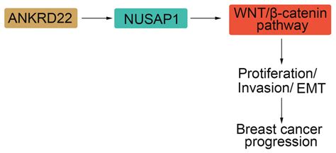 The Regulatory Mechanism Underlying The Effects Of Ankrd On Breast