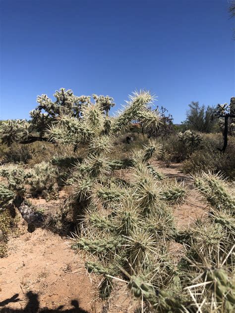 Teddy Bear Cholla Cactus Cylindropuntia bigelovii sale AzGardens