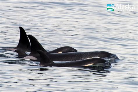 Orca Quest Cruise from Seward | Whale Watching Cruises | AlaskaTravel.com