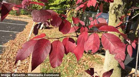 Ash Trees: Types, Bark and Leaves - Identification Guide (Pictures)