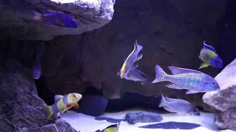 Lake Malawi Cichlid Tank 4 20140916 Youtube