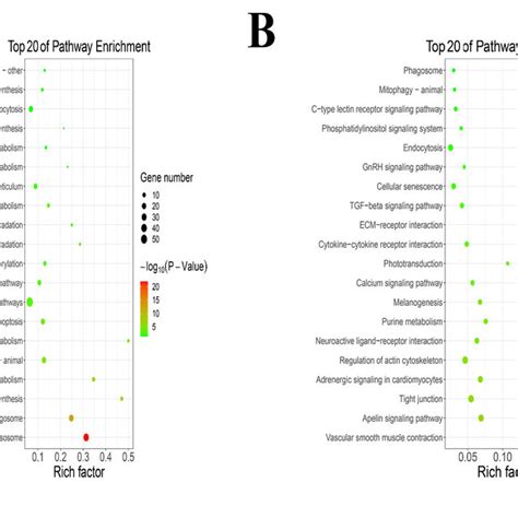 The Kegg Pathway Enrichment Analysis A The Kegg Pathway Enrichment Download Scientific