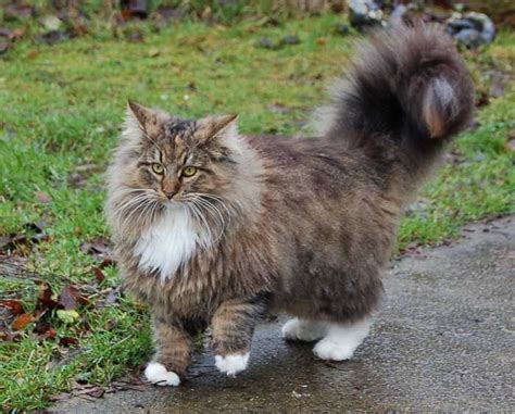 Maine Coon Vs Siberian Artofit