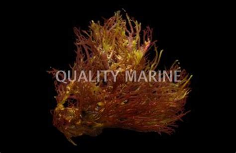 Red Gracilaria Algae 14lb Quality Marine