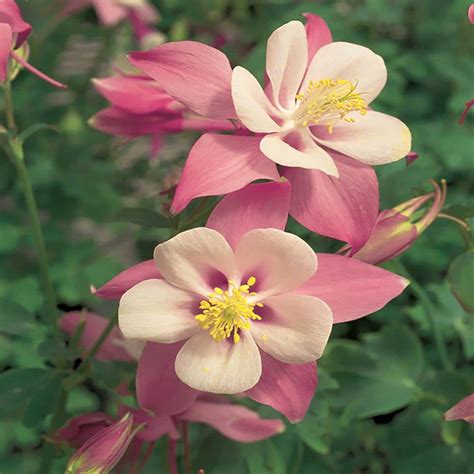 Songbird Robin Red Columbine Plant The Home Depot