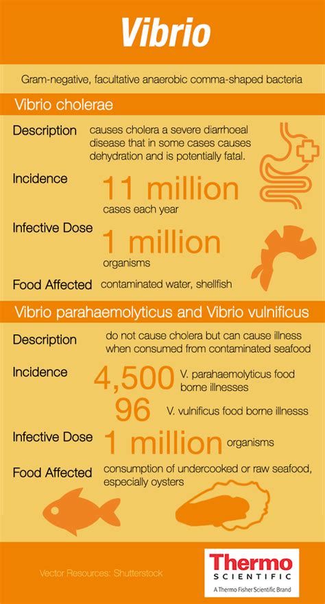 Fact Sheet on Vibrio - Examining Food