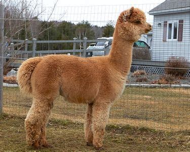 Alpaca Breeds