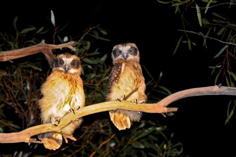 Birds of Australian Outback and Where to See Them - The Wildlife Diaries