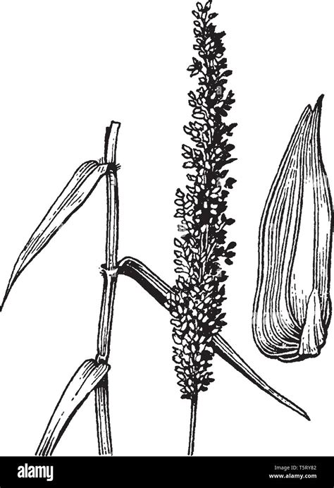 Una Imagen Que Muestra Las Partes De La Planta Sacciolepis Que Han