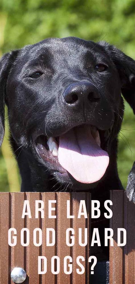 42 Can Labradors Be Guard Dogs Home