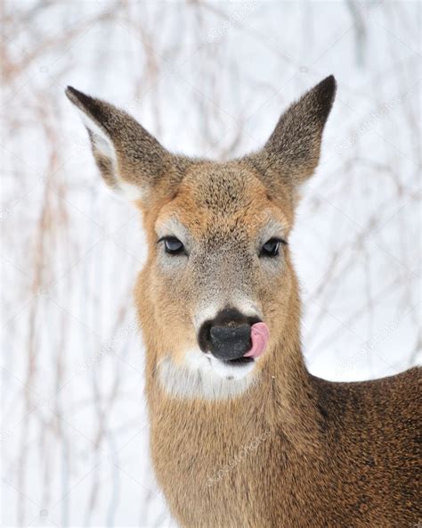 Whitetail Deer Doe — Stock Photo © brm1949 #2241158