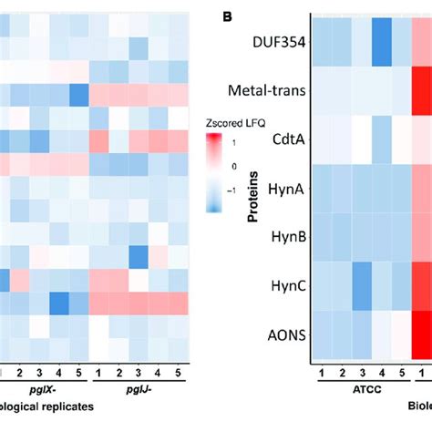 Label Free Quantification Of Proteins In Cff Pglj And Pglx Strains