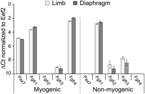 Frontiers Myogenic Specific Ablation Of Fgfr Impairs Fgf Mediated