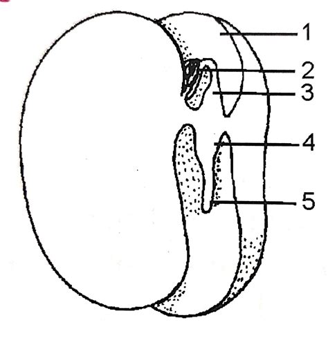 Goyal Brother Seed Structure Types And Germination Icse Class 9 Biology