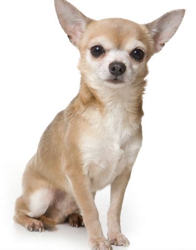 Dog Breeds: The Small But Mighty Chihuahua | Joy of Living