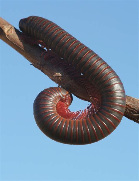 "American Giant Millipede (Narceus americanus) 20D0021024" by Cristian ...