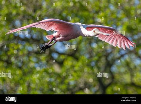 Pink Roseate Spoonbill Platalea Ajaja In Flight Over A Wading Bird Rookery In St Augustine