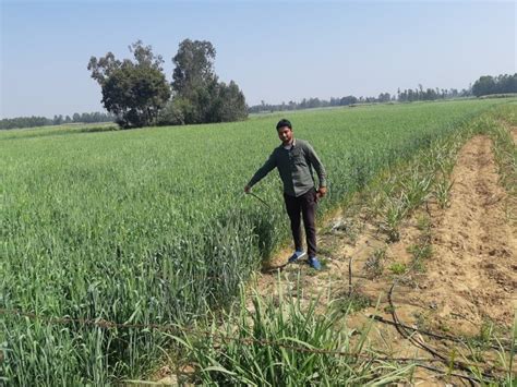 Wheat Sowing Up Pc This Rabi Season Oilseeds Area Up Pc Farmer