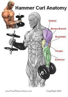 Dumbbell Curls Muscles Worked