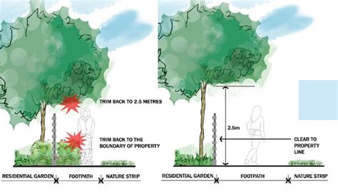 Law On Overhanging Trees In Neighbours Garden Fasci Garden