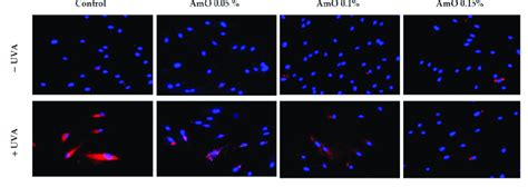 Immunofluorescence Staining Of P53 Expression In Uva Irradiated