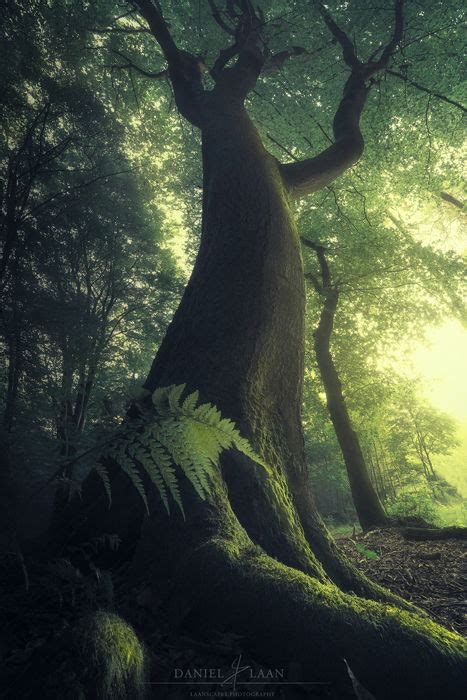 Awesome Tree Photography Made Easy (Beautiful Forest Photos)