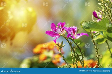 Pink Bauhinia Purpura Flower With Blue Sky Background Royalty Free