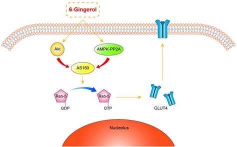 Schematic Diagram Of Action Mechanism Of Gingerol Gingerol Can