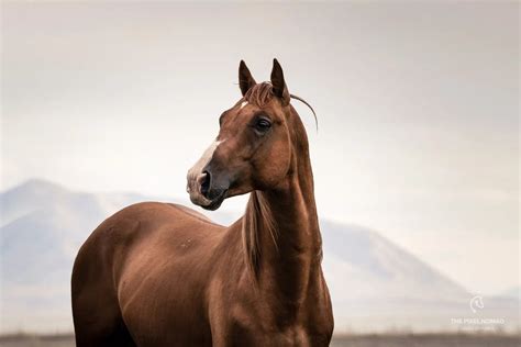 The rare Karabakh Horse horse — Forgotten Horses by The Pixel Nomad