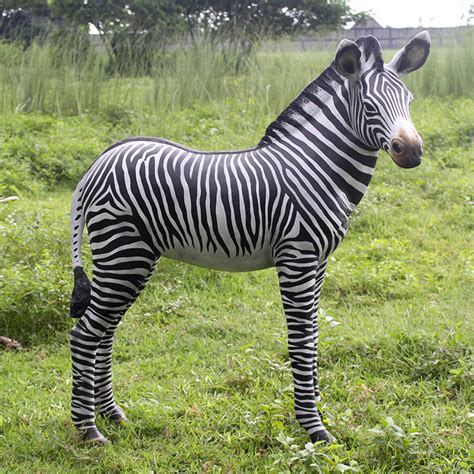 Zebra Foal - Heinimex PH