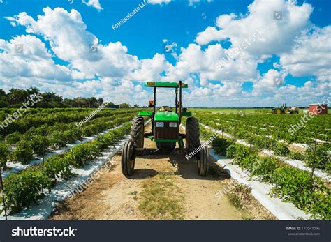 Agricultural Tomato Field Farming Tractor Stock Photo 177047096 ...