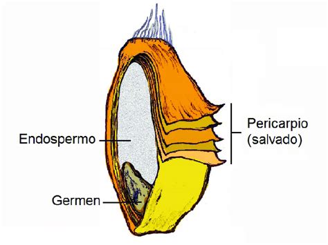 Motor Posterior Permanente Anatomia Del Trigo Tonto Esperanza No