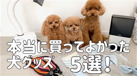 本当に買って良かった犬グッズ5選！ 動物（犬・猫 他色々）【まとめ動画】