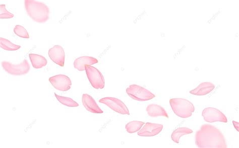 Flying Sakura Petals Petal Background Leaves Falling April PNG And