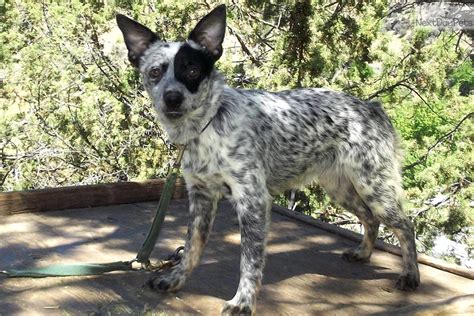 Sadie's Mini Female : Australian Cattle Dog/Blue Heeler puppy for sale ...