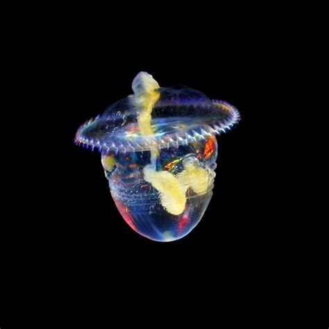 Stunning Underwater Photos Explore the Secret Life of Plankton - NBC News