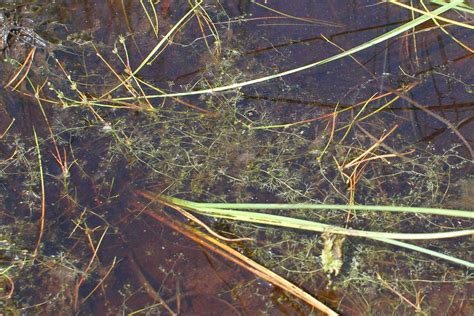 Pflanze Des Monats Kleiner Wasserschlauch Stiftung Naturschutz Berlin