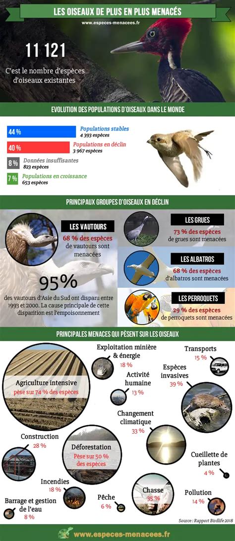 Partout Dans Le Monde Les Oiseaux Disparaissent Et C Est