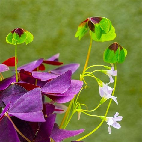 Estos Son Los Cuidados Que Debes Darle Al Oxalis O Planta Mariposa