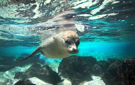 Galapagos Cruise on the Letty - 8 DayGalapagos Tour