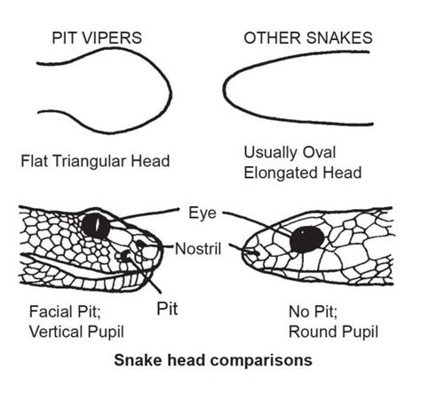 Poisonous Snake Head Shape