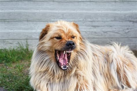 C Mo Actuar Si Te Ataca Un Perro Aon Seguro Para Perros Y Gatos