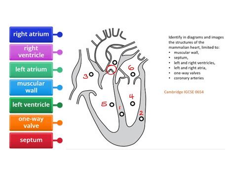 Heart - Cambridge iGCSE 0654 - Labelled diagram