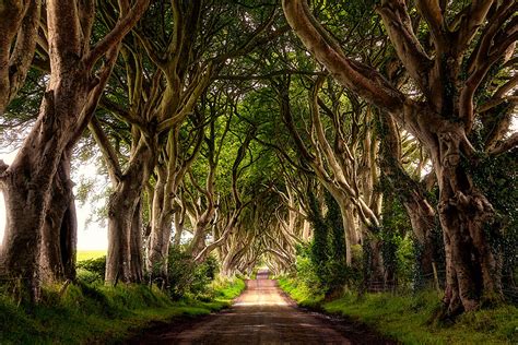 The Stunning Tree Tunnel You Saw On ‘game Of Thrones Is Real And Can