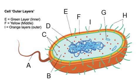 Bacteria Cell Diagram Quizlet