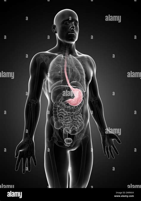 Anatomia Dello Stomaco Immagini E Fotografie Stock Ad Alta Risoluzione