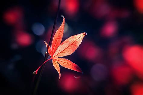 Macro Glare Blur Smooth Sheet Leaf HD Wallpaper Pxfuel