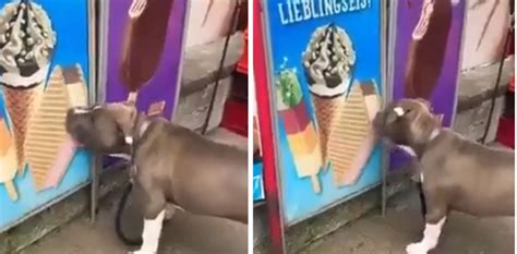 VIRAL: Dog licks ice cream poster video